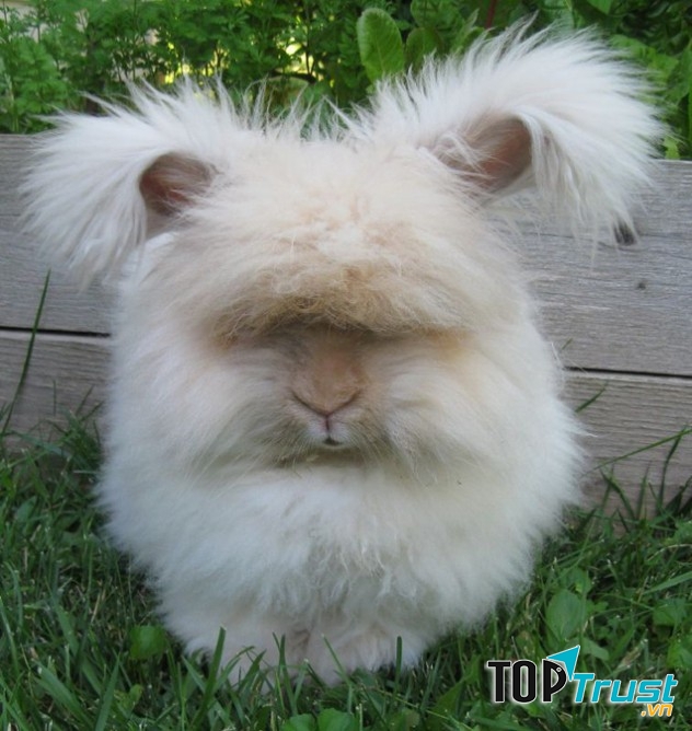 Thỏ Angora