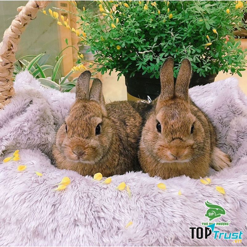 Thỏ Cảnh Mini Tại Hà Nội