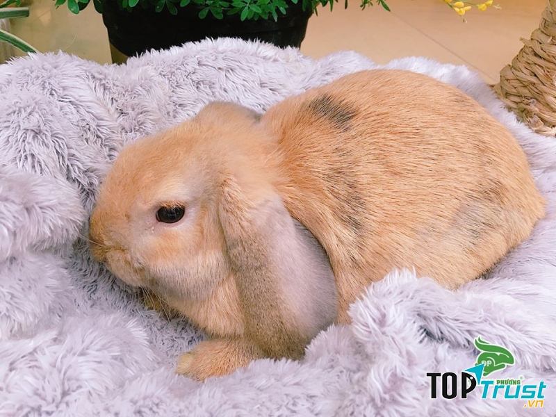 Thỏ Cảnh Mini Tại Hà Nội