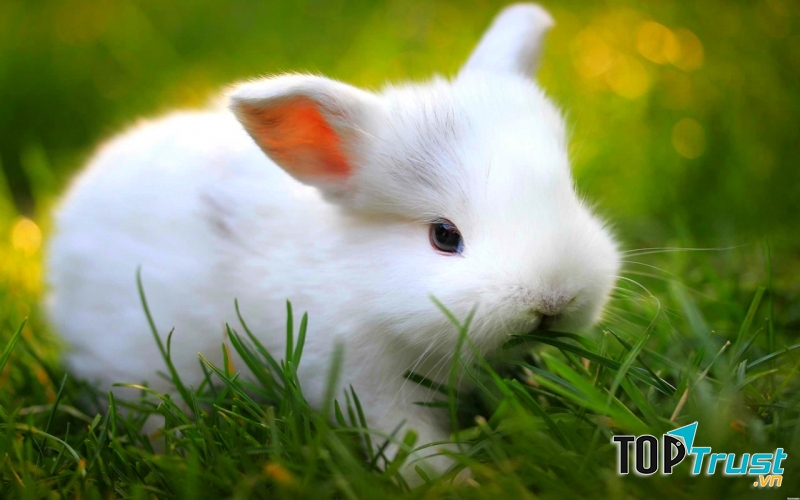 So với thỏ rừng, giống thỏ nhà có tuổi thọ ngắn hơn