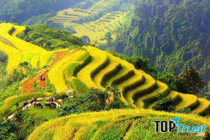 Thời điểm lý tưởng để du lịch Mộc Châu