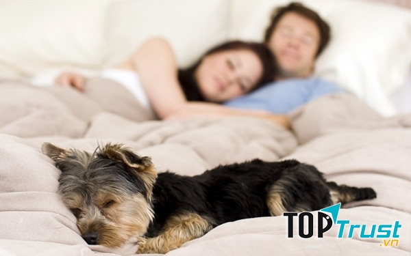 Thú cưng tiềm ẩn rất nhiều vi khuẩn trong lông và móng
