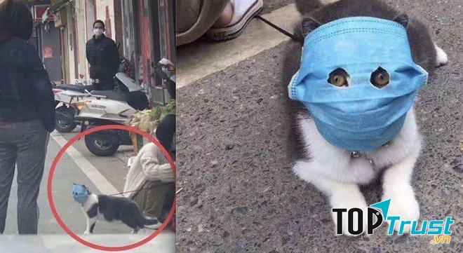 Chú mèo đeo khẩu trang gây bão trên mạng xã hội (Nguồn: Sưu tầm Internet)