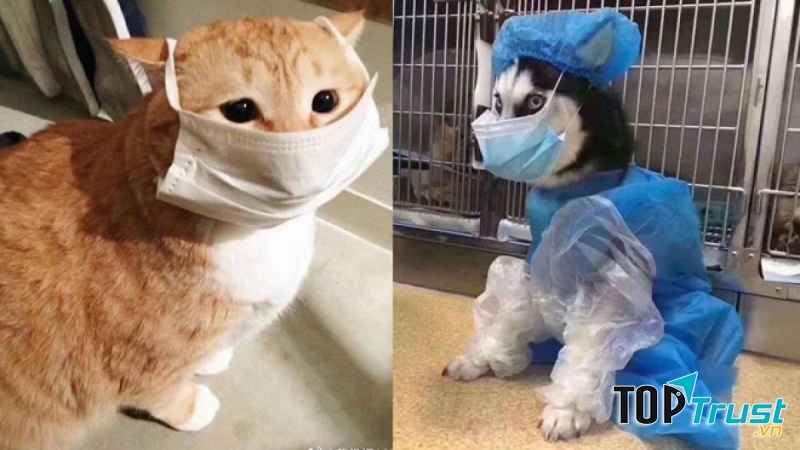 Những hình ảnh hài hước của động vật (Nguồn: Sưu tầm Internet)