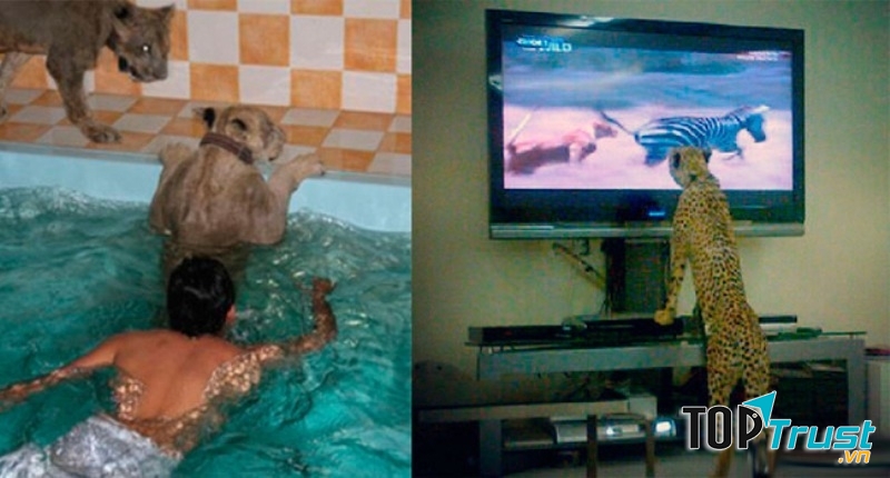 Thú cưng nhà người ta