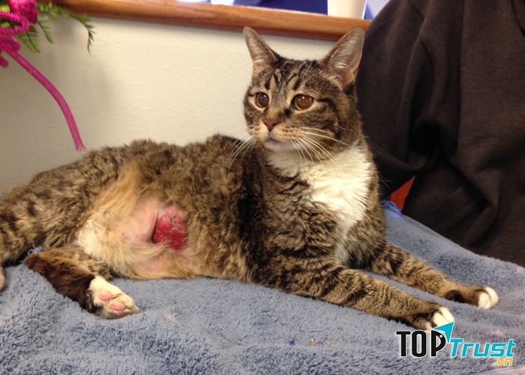 Ung thư tử cung ở mèo cái