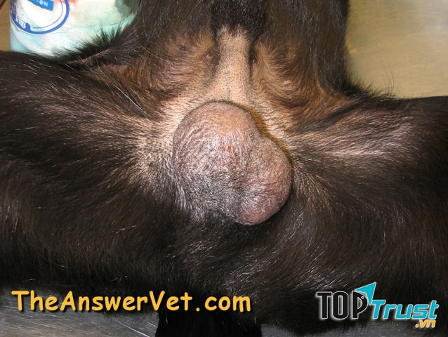 Khối U Và Ung Thư Dịch Hoàn Ở Chó
