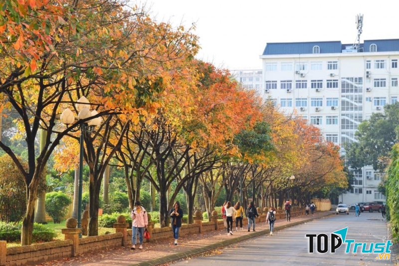 Con đường đẹp ngất ngây dẫn vào thư viện trường Đại học sư phạm Hà Nội