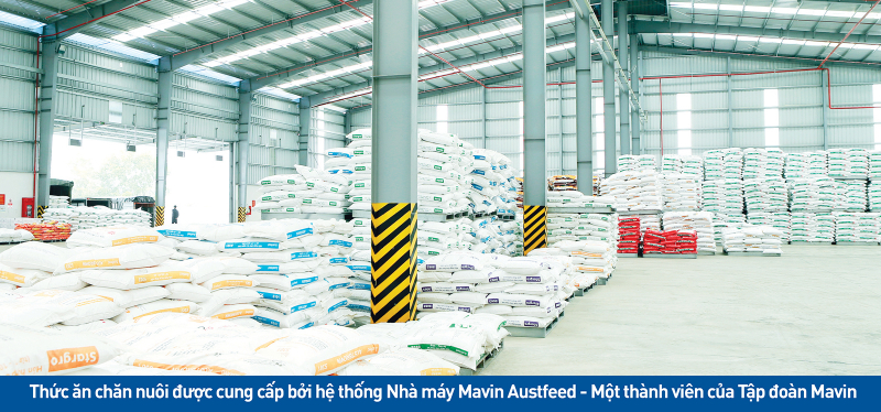Thức ăn cho gia cầm﻿﻿ Mavin Austfeed