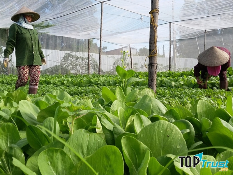 Tuyệt đối không sử dụng hóa chất khi sản xuất