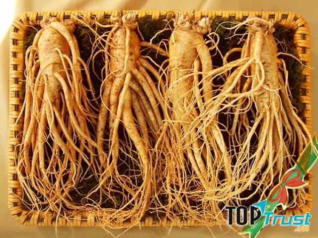 Nhân sâm món quà tuyệt vời cho sức khỏe người cao tuổi