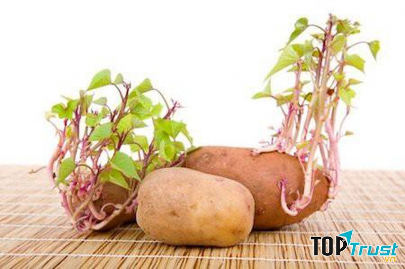 Rau củ mọc mầm là thực phẩm bà bầu nên tránh