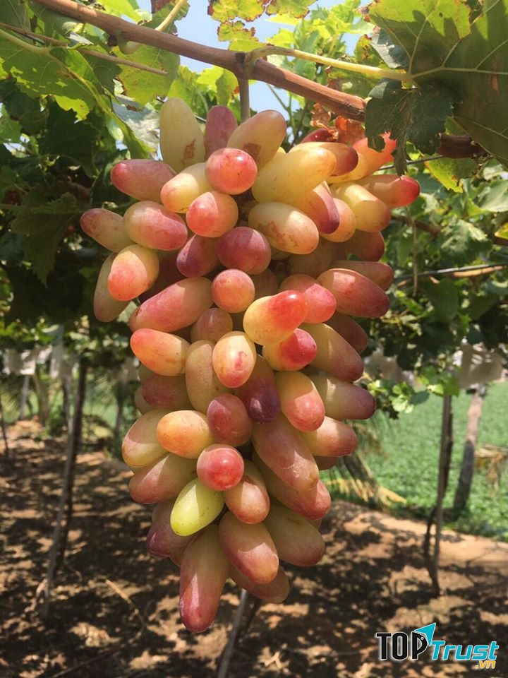 Thực phẩm sạch BeanMart