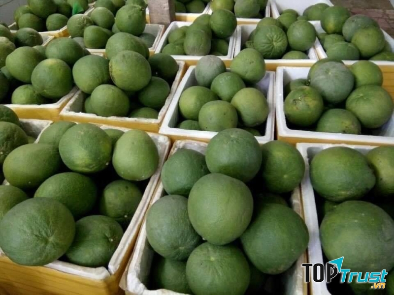 Thực Phẩm Sạch Cá Mập