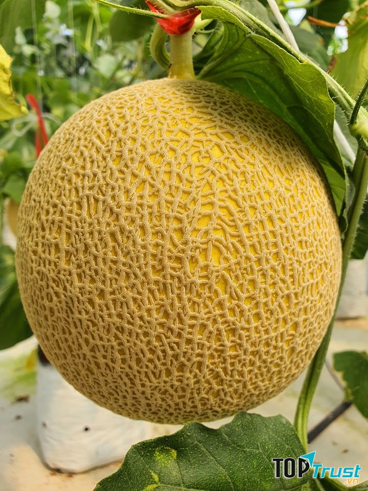 Thực Phẩm Sạch Greentech