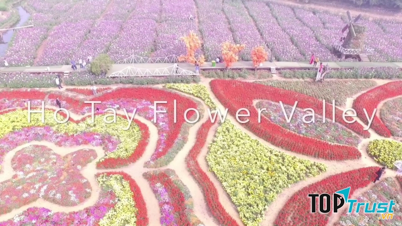 Thung lũng hoa Hồ Tây- địa điểm chụp ảnh mới ở Hà Nội