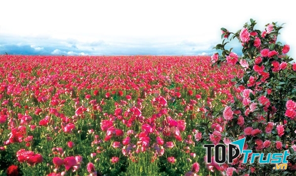 Thung lũng hoa hồng Bungari