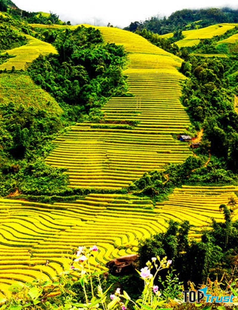 Thung lũng mường hoa mùa lúa chín