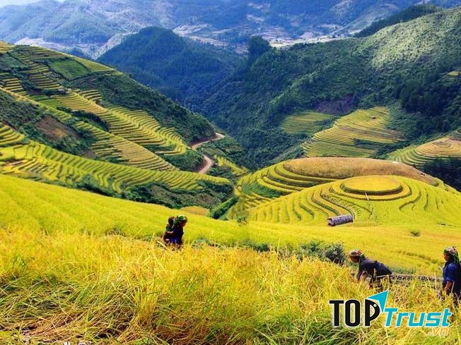 Thung lũng Mường Hoa mùa lúa chín