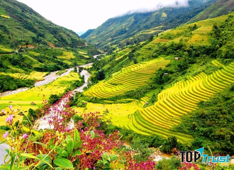 Ruộng bậc thang mùa lúa chín