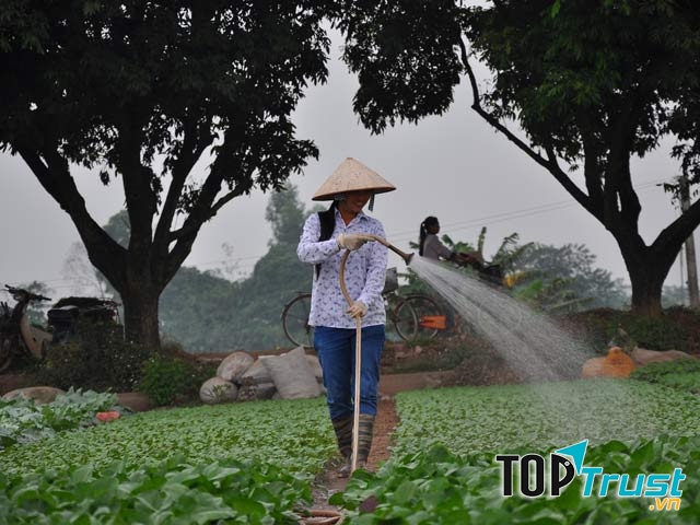 Thuốc bảo vệ thực vật