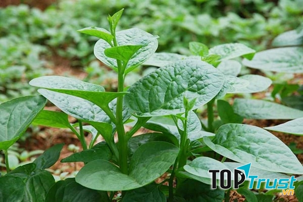 Không sử dụng thuốc hóa học bảo vệ thực vật thuộc nhóm I và II