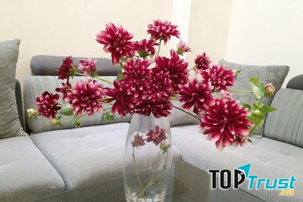 Hoa thược dược mang vẻ đẹp bình dị, hợp sắc xuân