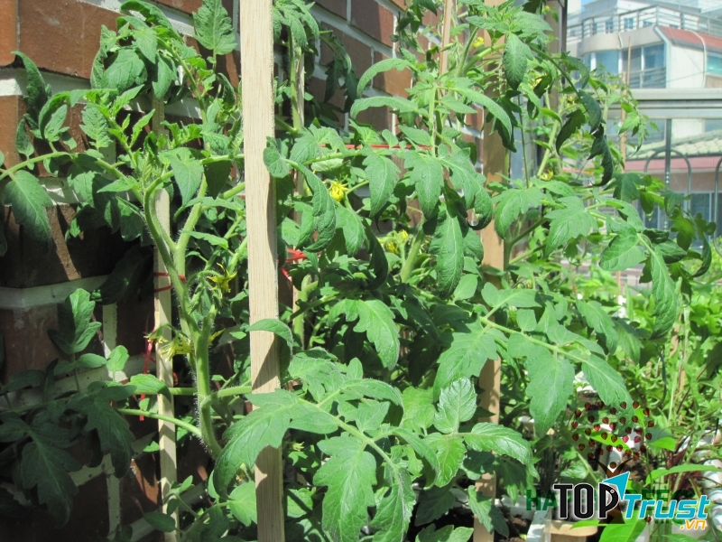 Lá cà chua dùng để làm thuốc