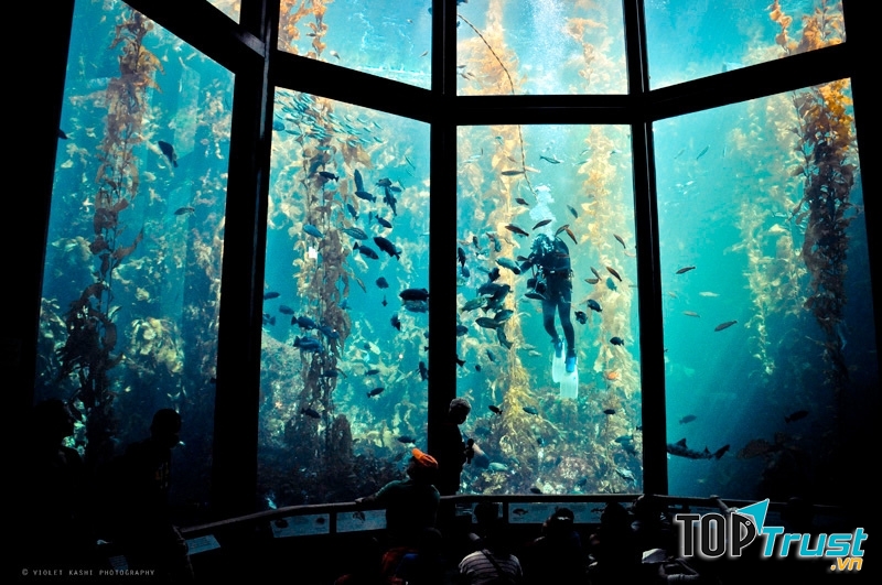 Các loài động thực vật biển đặc trưng của thủy cung Monterey bay