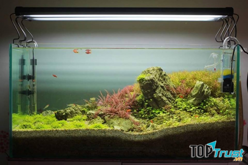 Thủy sinh Fairytale là địa chỉ chuyên cung cấp bể thủy sinh, hồ Koi, sân vườn uy tín, đẹp tại Hải Phòng