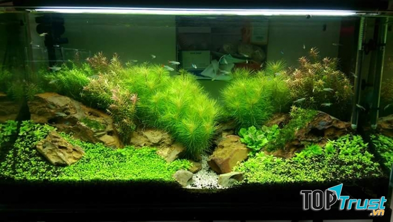 Ở đây có nhiều loại bể cá nhiều mẫu mã từ cao cấp đến bình dân cho bạn tha hồ lựa chọn