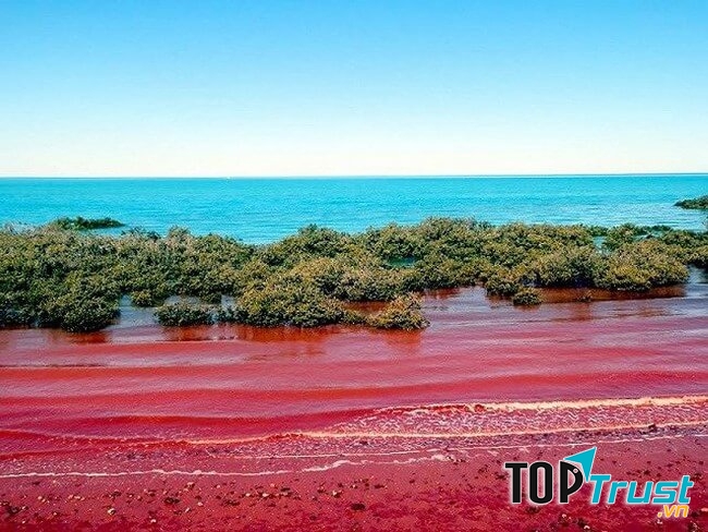 Là một hiện tượng kỳ lạ và khá đẹp, thế nhưng, thủy triều đỏ lại gây hại cho các sinh vật sống