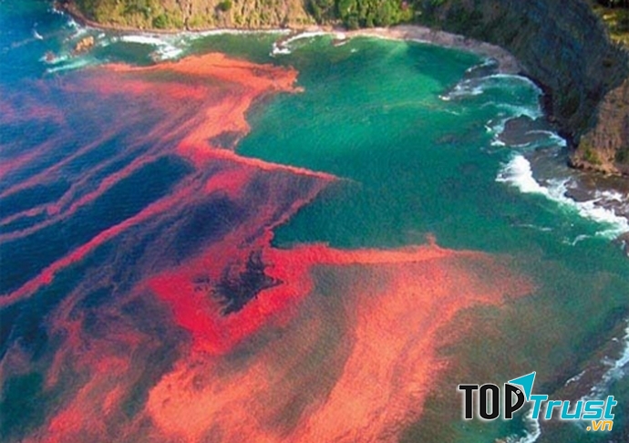 Thủy triều đỏ là hiện tượng kỳ lạ