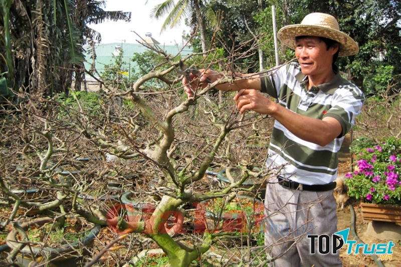Tỉa cành giúp hạn chế sự phát triển sư ra hoa