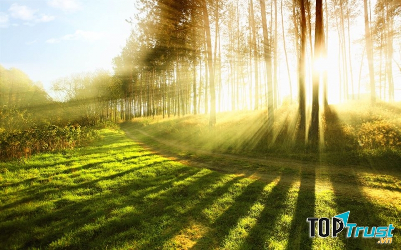 Tia nắng ngọt ngào