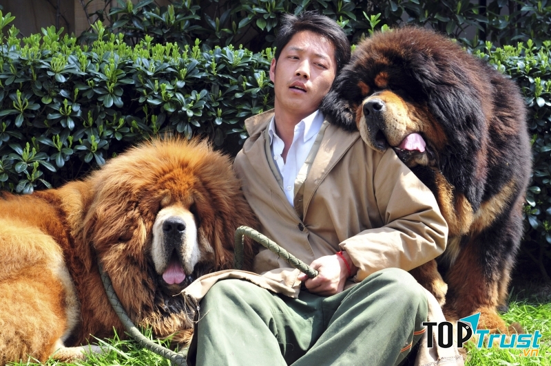 Hai chú chó Tibetan Mastiff ở Tây Tạng