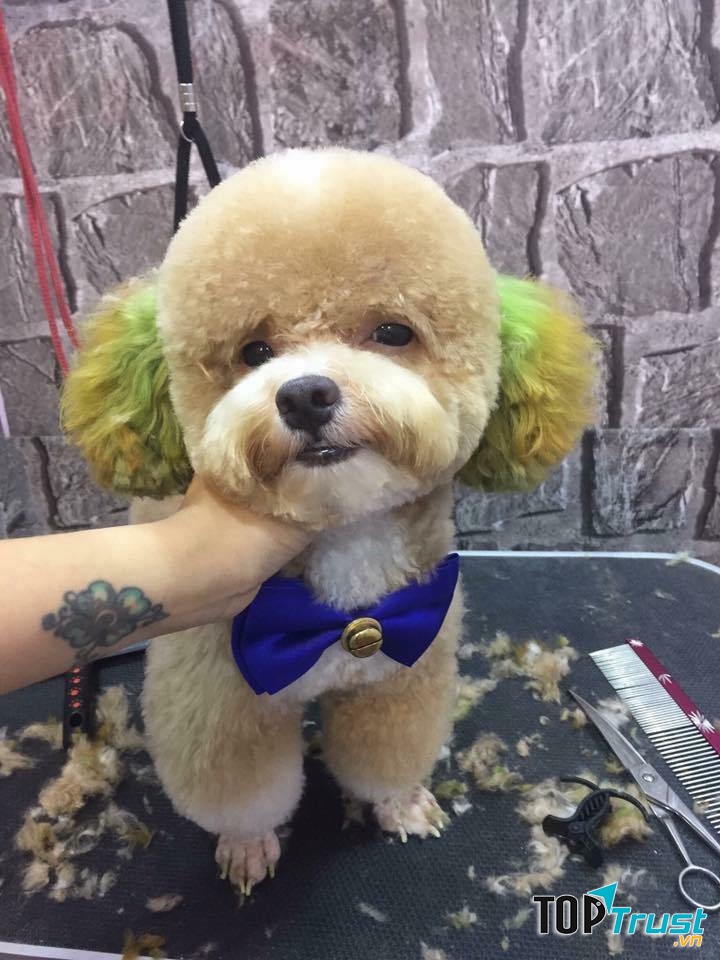 TiBi Dog Shop