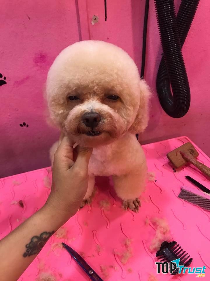 TiBi Dog Shop