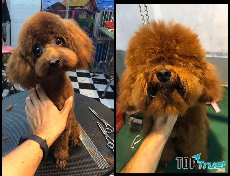 Tiệm thú cưng Hachiko