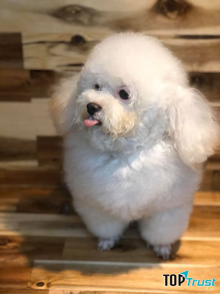 Tiệm thú cưng Hachiko