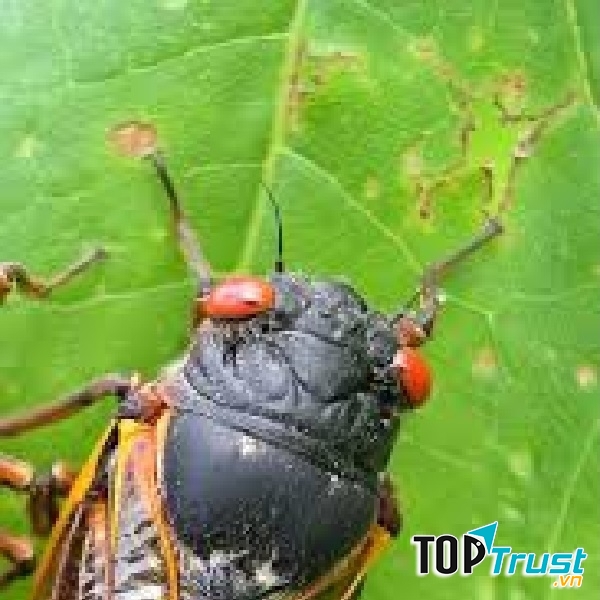 Ảnh minh họa (nguồn internet)