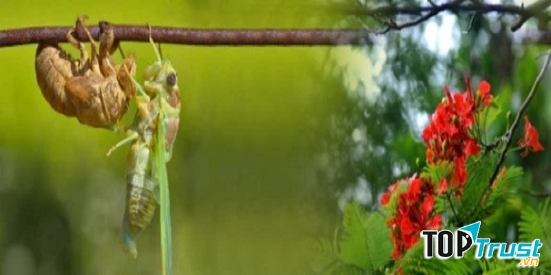 Ảnh minh họa (nguồn internet)