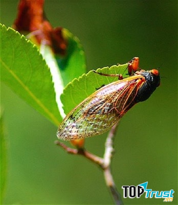 Ảnh minh họa (nguồn internet)