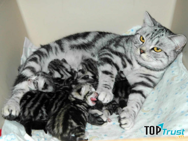 Việc chăm sóc khi số lượng thú nuôi tăng gây nhiều khó khăn về kinh tế