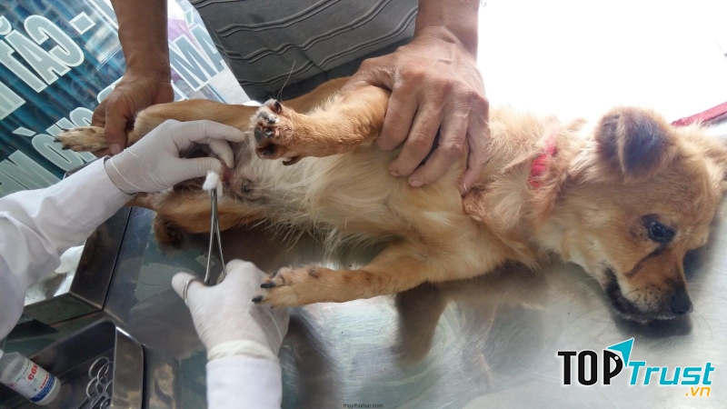 Chi phí triệt sản thường không cao và mang lại nhiều lợi ích