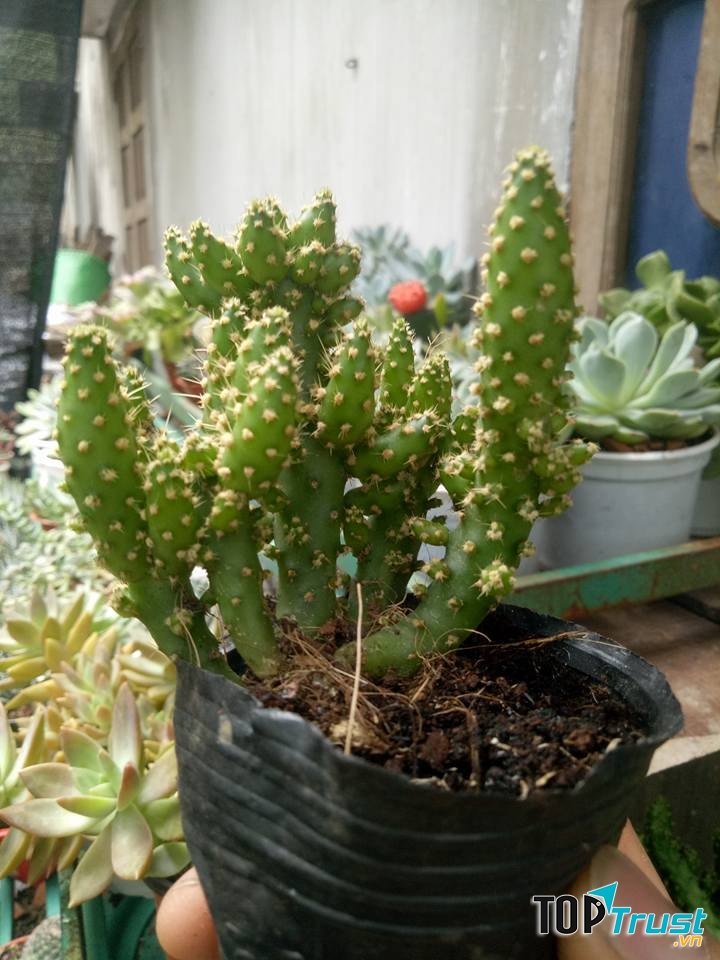 Tiểu Cảnh Sen Đá Quy Nhơn