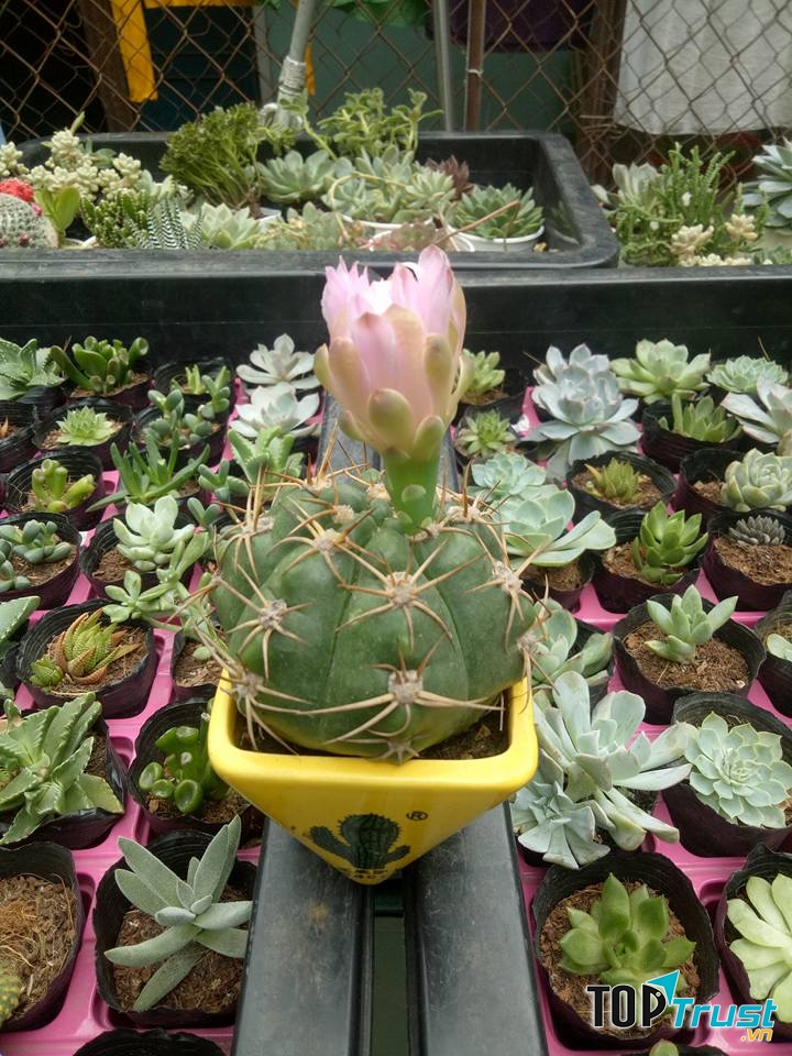 Tiểu Cảnh Sen Đá Quy Nhơn