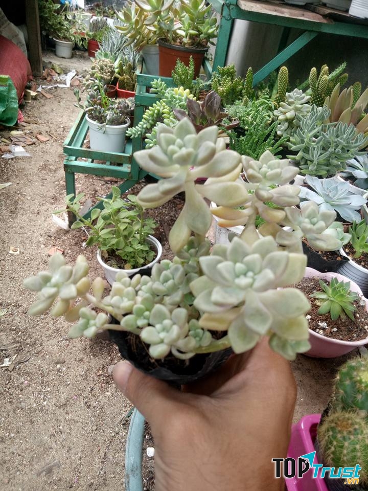 Tiểu Cảnh Sen Đá Quy Nhơn