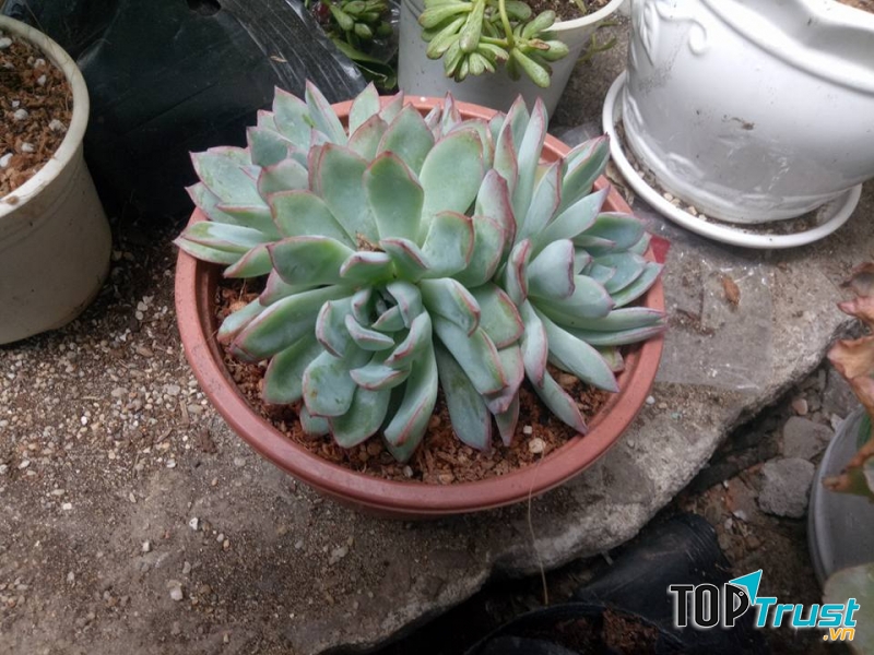 Tiểu Cảnh Sen Đá Quy Nhơn