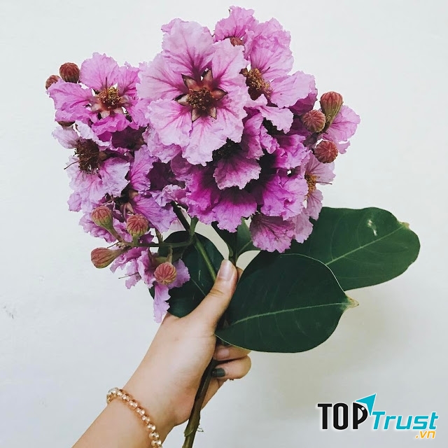 Những đóa hoa chứa đựng thông điệp